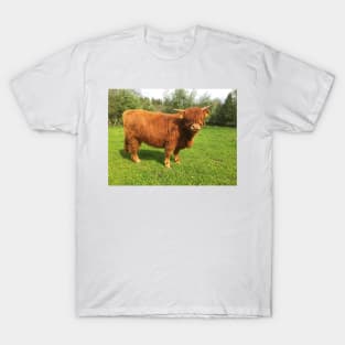 Scottish Highland Cattle Calf 2003 T-Shirt